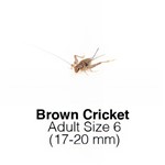 Banded Crickets Adult 1 Tub of 70-80 Size 6    17-20mm