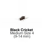 Black Crickets Medium 1Tub of 80-90 Size 4 9-14mm