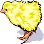 Chick Day Old - 40Kg -  800 (CAT2 ABP)(Z)