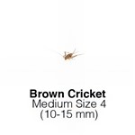 Banded Crickets Medium Sack of 1000 Size 4 13-18mm