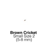 Banded Crickets Small Sack of 1000 Size 2 4-6mm