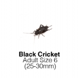 Black Adult