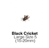 Black Large