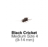 Black Medium