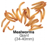Giant