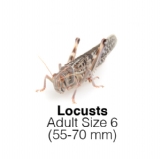 Locusts-Adult