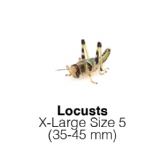 Locusts-ExtraLarge