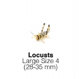 Locusts-Large