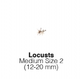 Locusts-Medium