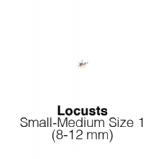 Locusts-SmallMedium