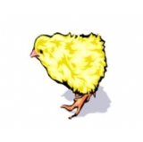 chicks