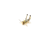 Locusts Large 2 x Sack of 100 Size 4 28-35mm