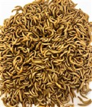 Mini Mealworms 500g Fortnighly - SUPERSAVER