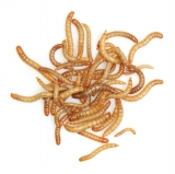 Mixer Mealworms -Sack of 500g