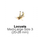 Locusts Medium/ Large - MAXIPACK of 30 Size 3 20-28mm