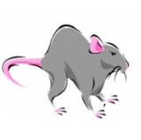 Rats Weaner (30-60g) -50 (CAT 2 ABP) (Z)