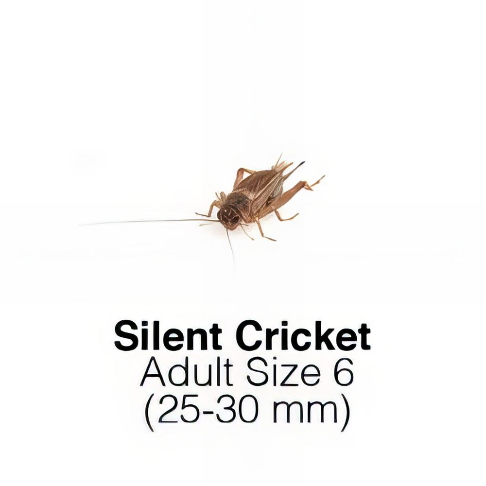 Silent Crickets Adult Tub of 25-30 Size 6 25-30mm Silent Crickets Adult Tub of 25-30 Size 6 25-30mm