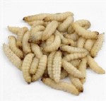 Waxworms - 250