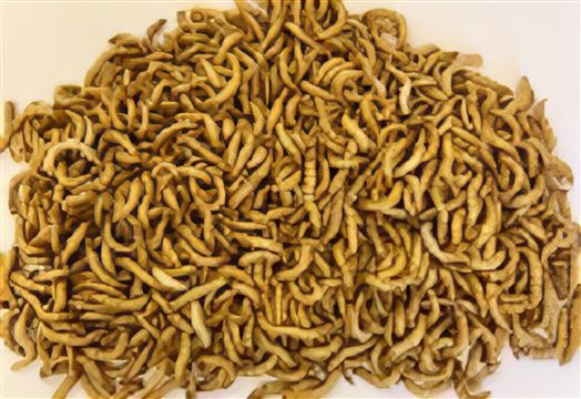 Mealworms Regular Sack of 500g 23-30mm