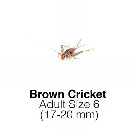 Banded Crickets Adult 1 Tub of 70-80 Size 6    17-20mm