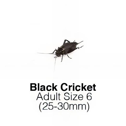Black Crickets Adult 1 Tub of 30-35 Size 6 25-30mm