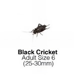 Black Crickets Adult Sack of 500 Size 6 25-30mm
