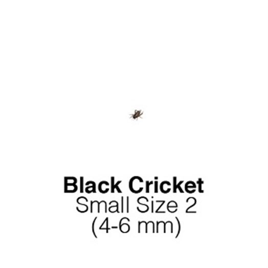 Black Crickets Small  Sack of 1000 Size 2 4-6mm