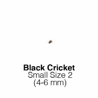 Black Crickets Small 1 Tub of 225-250 Size 2 4-6mm
