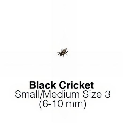 Black Crickets Sm/Med 1 Tub of 125-150 Size 3 6-10mm