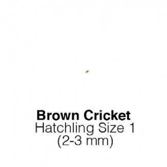 Banded Crickets Hatch Tub of 500 Size 1 2-3mm