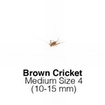 Banded Crickets Medium 1 Tub 125-175 Size 4 10-15mm