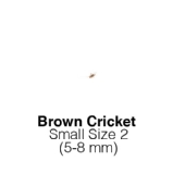Banded Crickets Small Tub of 225-275 Size 2 5-8mm