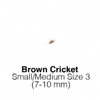Banded Crickets Small/Medium Tub of 175-255 Size 3 7-10mm