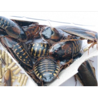 Dubia Cockroach Adult Tub of 15 Approx 45mm