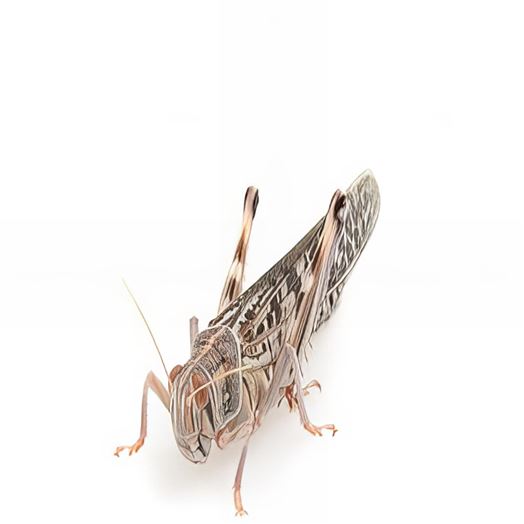 Locust Adult- 1 Tub of 6 Size 6 45-60mm