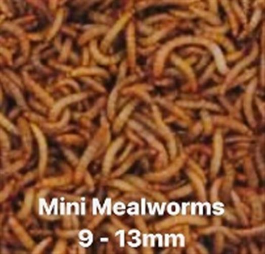 Mealworms Mini Bat Pack - 250g