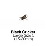 Black Crickets Large - MAXIPACK of 125 Size 5 15-20mm