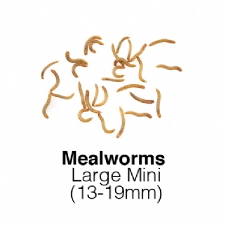 Mealworms Large Mini Sack of 250g 13-19mm