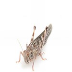 Locusts Adult - MAXIPACK of 12 Size 6 45-60mm