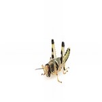 Locusts XLarge - MAXIPACK of 16 Size 5 30-45mm