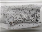 Silent Crickets Hatch MAXIPACK of 1000 Size 1 2-3mm    