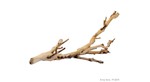 Forest Branch Small 30cm - Exo Terra