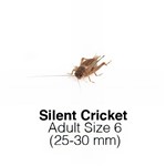 Silent Crickets Adult Tub of 25-30 Size 6 25-30mm