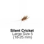 Silent Cricket Large Tub of 80 Size 5 18-25mm