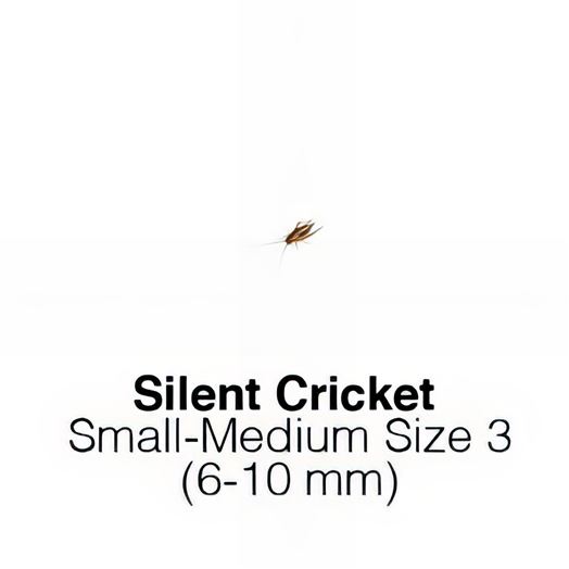 Silent Crickets Small/Medium  Sack of 1000 -Size 3  6-10mm