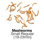 Mealworms Small Regular 2 x 2kg Sacks 19-23mm