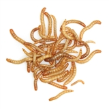 Mealworms Small Regular 500g Fortnightly - SUPERSAVER