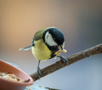 Garden Birds