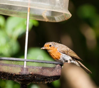 Garden Birds