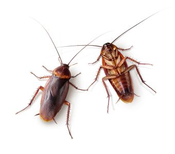 Dubia roaches